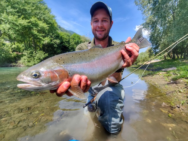 rainbow trout sa.